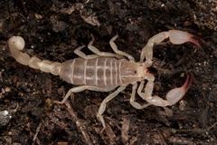 Uroctonites huachuca