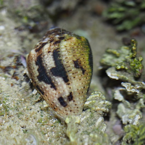 Coronated Cone
