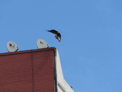 Caracara plancus