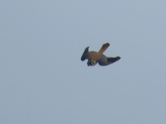 Falco sparverius