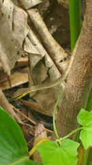 Oxybelis rutherfordi