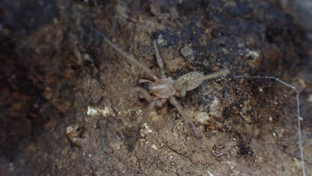 Eratigena fuesslini