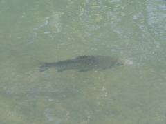 Prochilodus lineatus