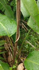 Oxybelis rutherfordi