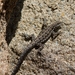 Big Bend Tree Lizard - Photo (c) Cullen Hanks, some rights reserved (CC BY-NC), uploaded by Cullen Hanks
