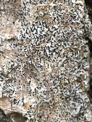 Phaeographis smithii