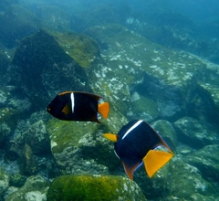 Holacanthus passer
