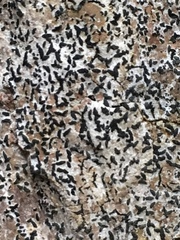 Phaeographis smithii