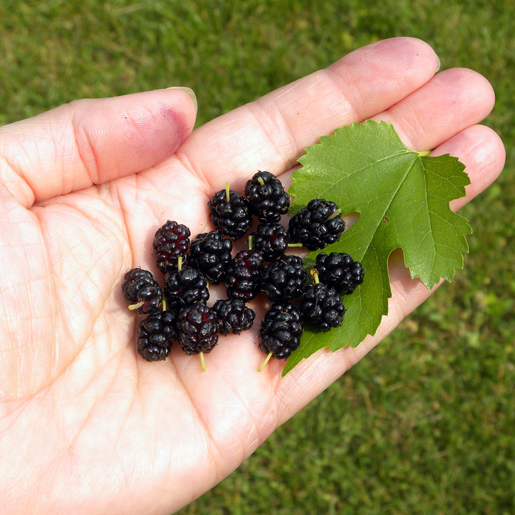 Morus alba