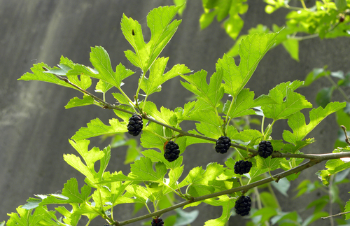 Morus alba