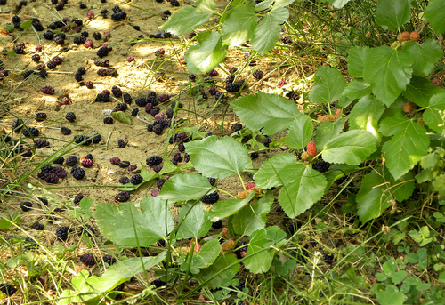 Morus alba