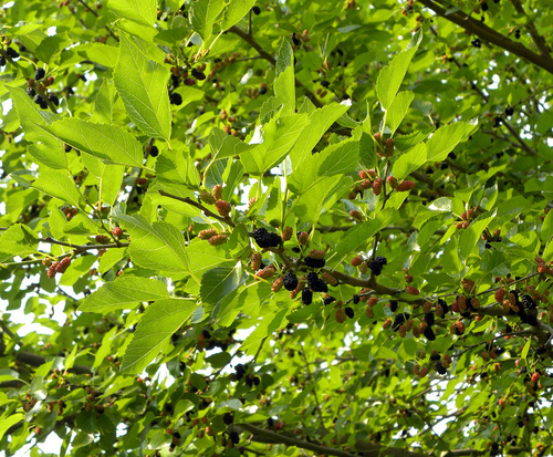 Morus alba