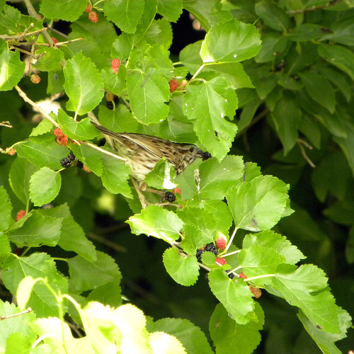 Morus alba