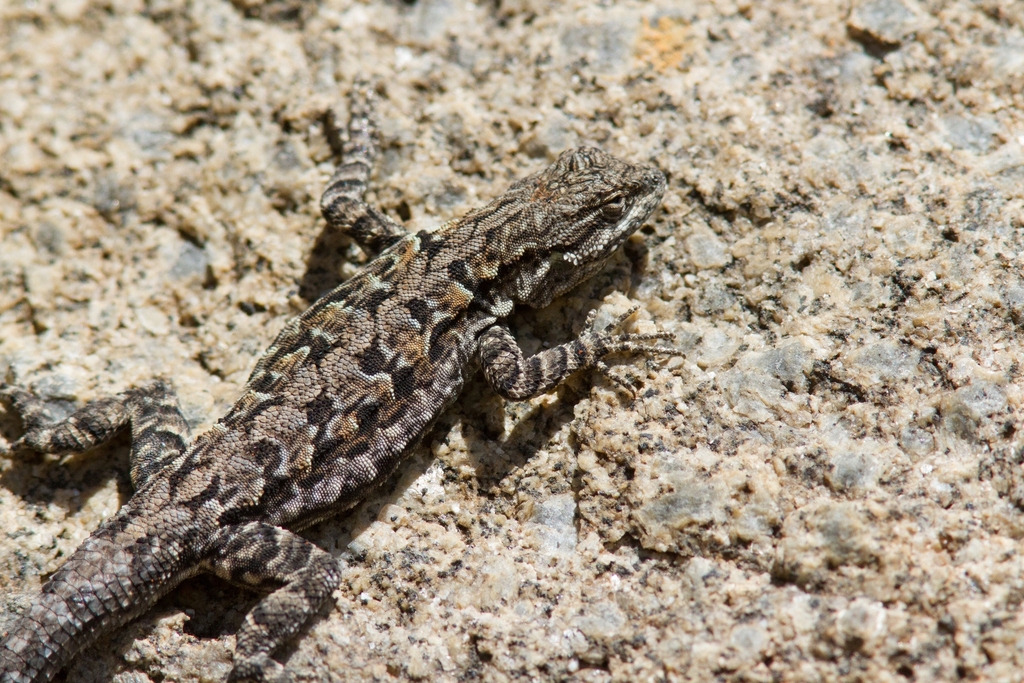 Ornate Tree Lizard (Reptiles, Amphibians and Fish of the Kaibab National Forest) · iNaturalist