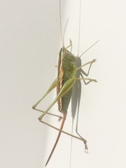 Conocephalus strictus