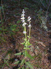 Salvia helianthemifolia