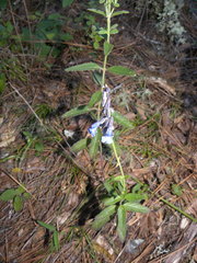 Salvia helianthemifolia