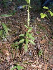 Salvia helianthemifolia