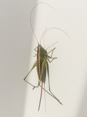 Conocephalus strictus
