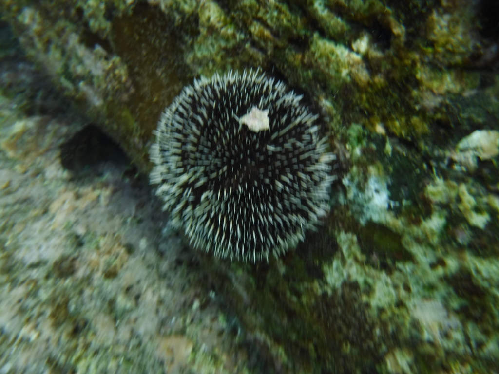 Sea Egg