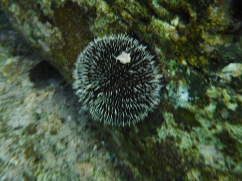 Tripneustes depressus