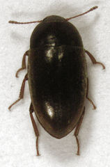 Archeocrypticus topali