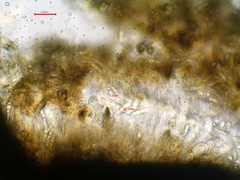 Phaeographis smithii