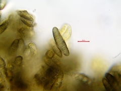 Phaeographis smithii