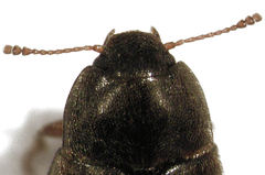 Archeocrypticus topali