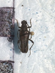 Trachysida mutabilis