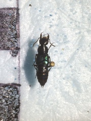 Philonthus caeruleipennis