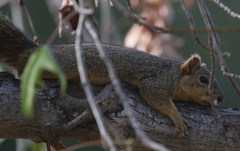 Sciurus niger
