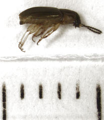 Haplanister crypticus