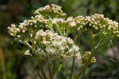 Psacalium decompositum