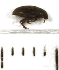 Archeocrypticus topali