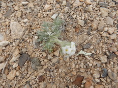 Oreocarya flavoculata