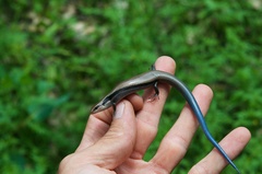 Plestiodon callicephalus