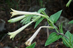 Lithospermum macromeria