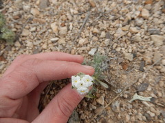 Oreocarya flavoculata