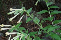 Lithospermum macromeria