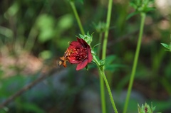 Potentilla thurberi