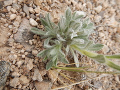 Oreocarya flavoculata