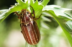 Polyphylla decemlineata