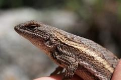 Striped Plateau Lizard photo 2