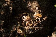 Paravaejovis spinigerus