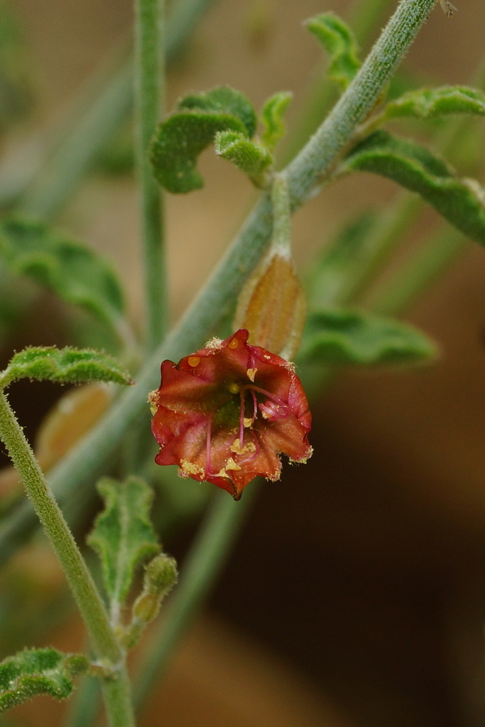 Acleisanthes undulata