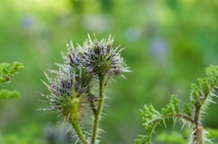 Solanum citrullifolium