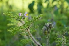 Solanum citrullifolium
