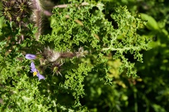 Solanum citrullifolium