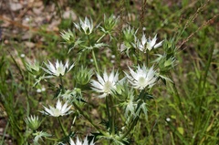 Eryngium heterophyllum
